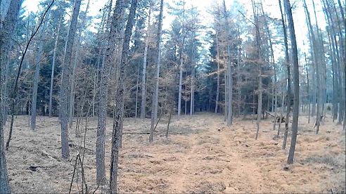Driven Hunt/Drückjagd in der Nähe von Hamburg