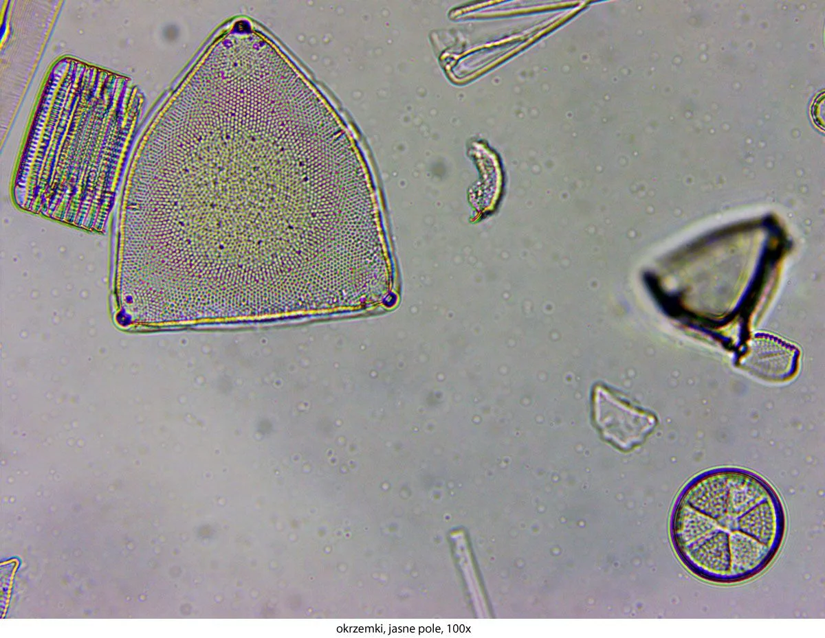 Microscope Delta Optical Genetic Pro Bino + batterie, image 42 sur 50