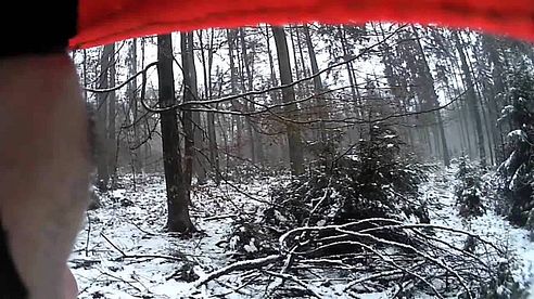 Steirische Bracke beim Stöbern