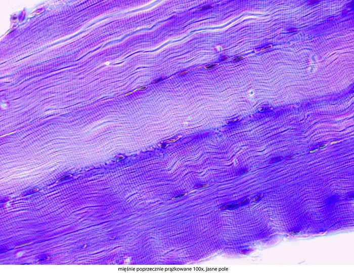 Microscope Delta Optical Genetic Pro Bino + batterie, image 31 sur 50