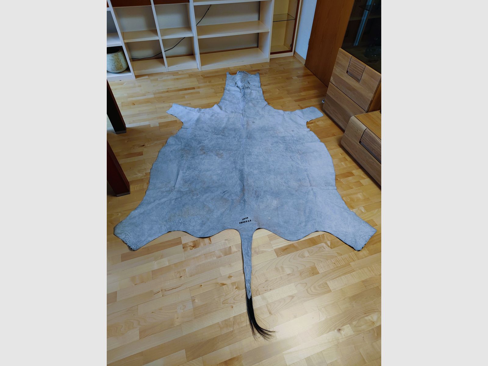 Echtes XXL Zebrafell aus Südafrika 325 cm UVP1999€