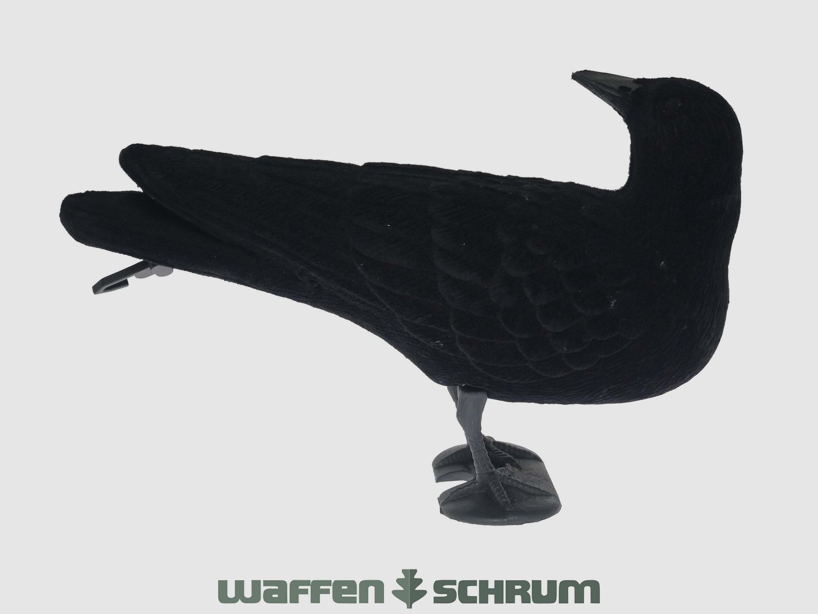 Vollkörper-Lockkrähe beflockt Herumschauende