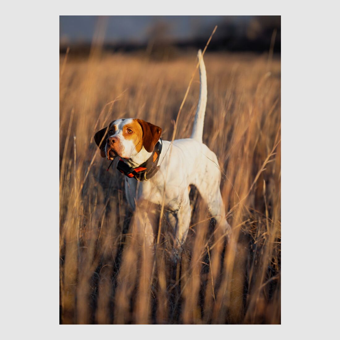 Garmin Garmin Alpha® LTE - Hundeortung