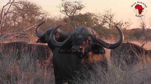 Büffeljagd mit Mark Dedekind Safaris