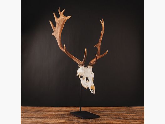 Waidmetall trophy stand for fallow deer