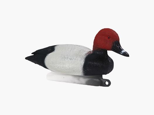 Anatra maschio di mestolone Stepland