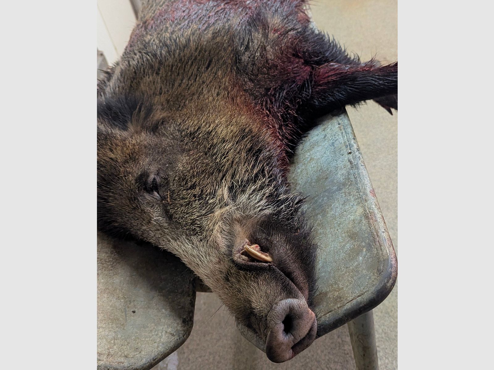 Hunting opportunity for small game in the beautiful Siegerland