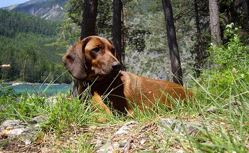 Schweißarbeit ohne Schweißhund