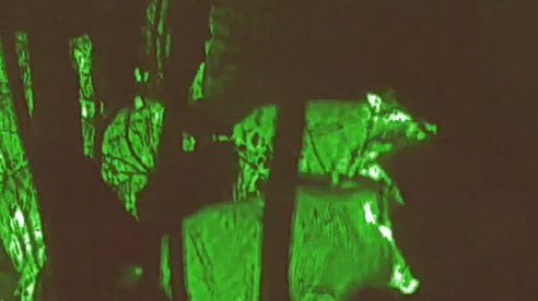 Beim Ansitz keine Sauen im Anblick – und wo oft der Fehler liegt