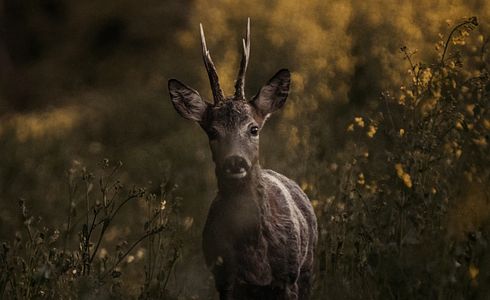 Jagd auf Rehwild