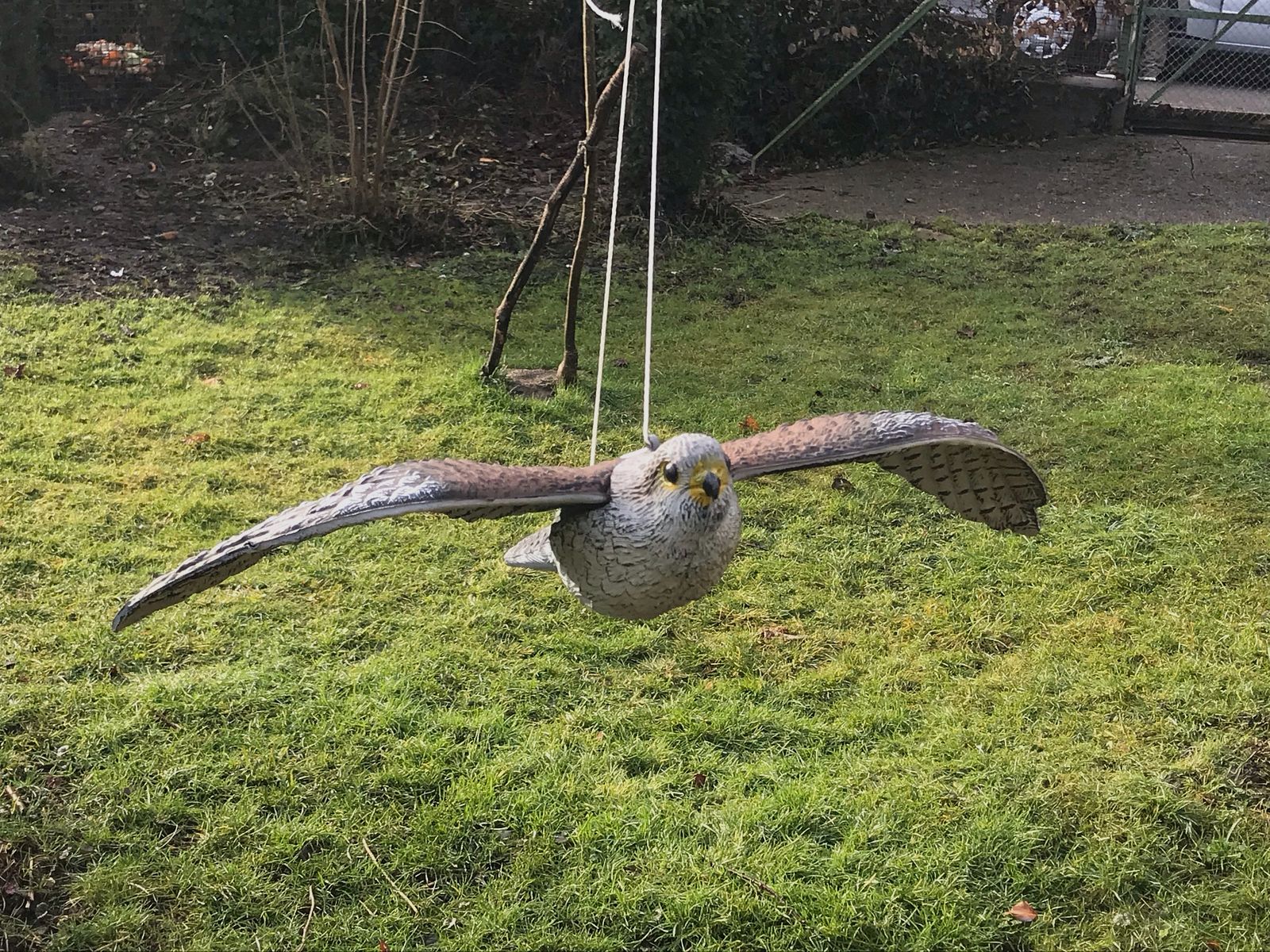 Fliegender Falke