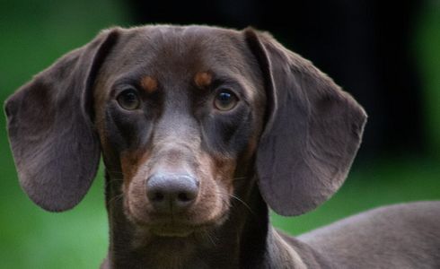 Gefährdung der Jagdhundezucht in Deutschland – Ein drohendes Ende?