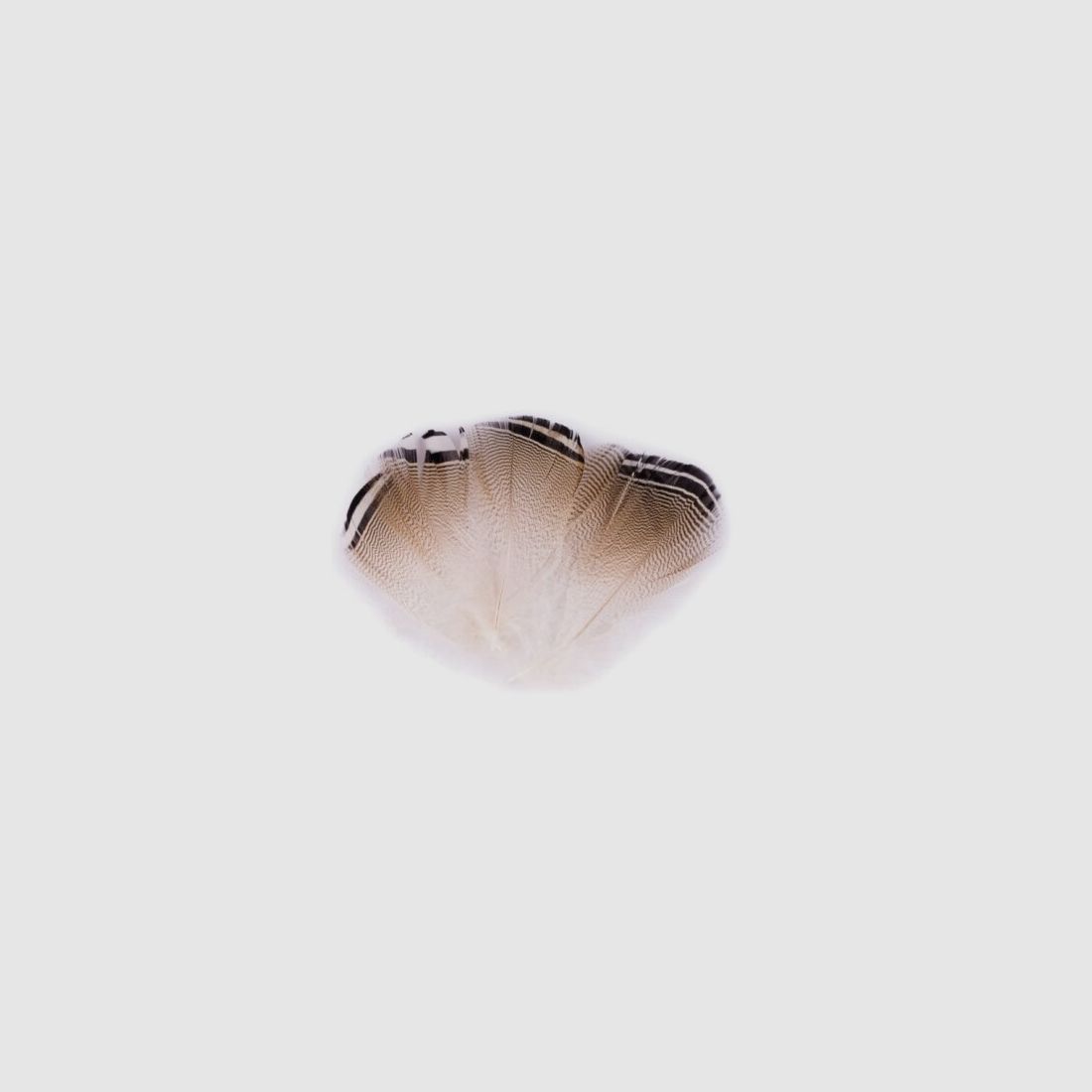 Wood Duck - Black/White Feather