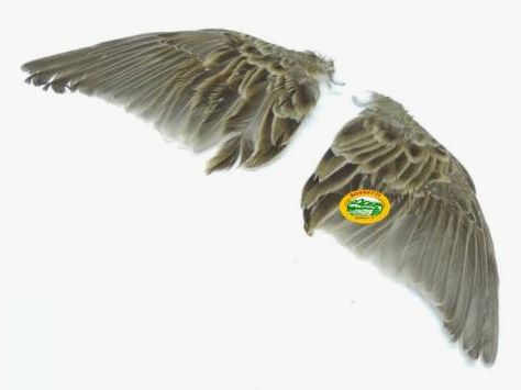 HTG Ersatzflügel Wachtel drehbare Flügel