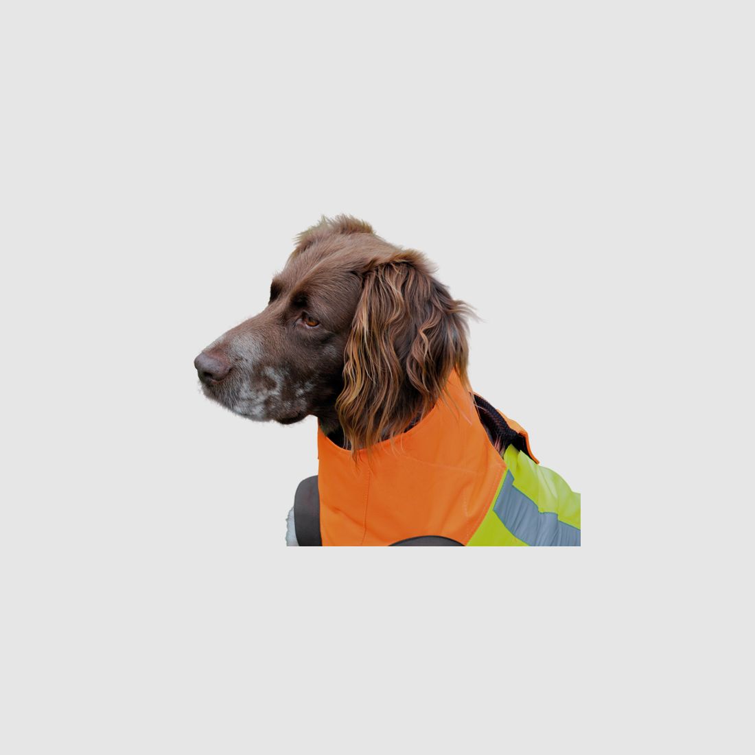 Gilet protettivo per cani Hubertus - arancione, resistente a strappi e spine