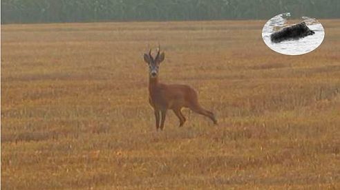 How to call in roebuck #3 Silver medal roebuck hunting Rehbock Blattjagd Chasse approche brocard