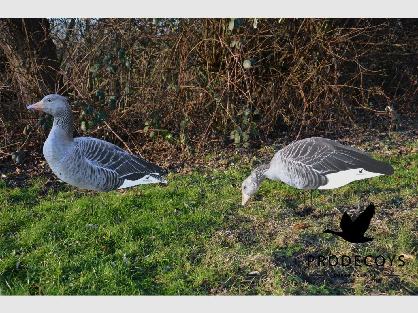 ProDecoys Graugans-Silhouetten-Lockvögel (Set mit 12 Stk.), Bild 5 von 5