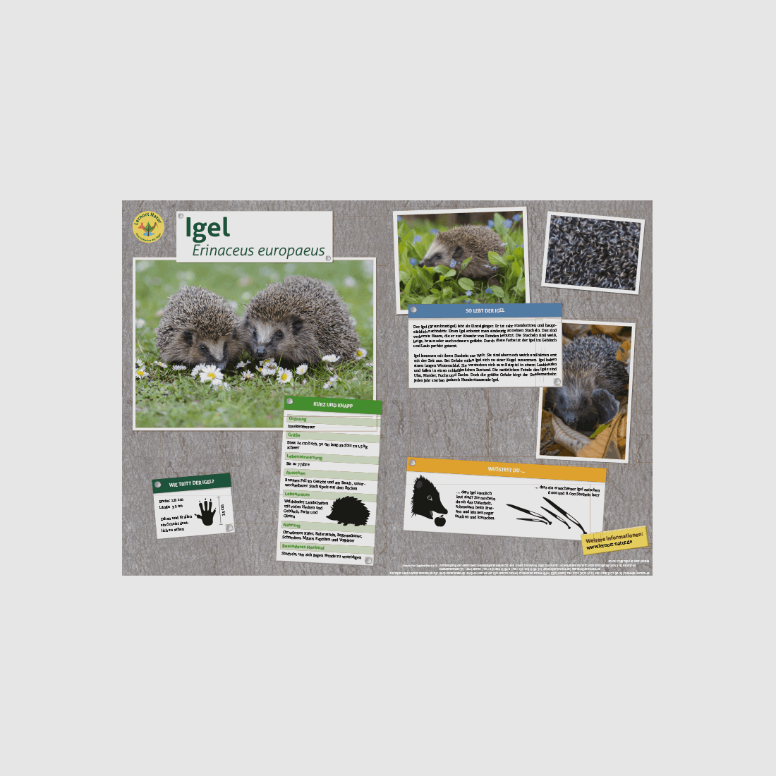 Lernort Natur-Tiertafel DIN A3 Igel