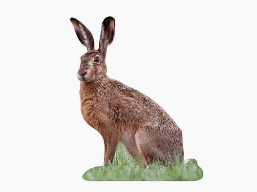 Support pour animaux Lièvre de champ