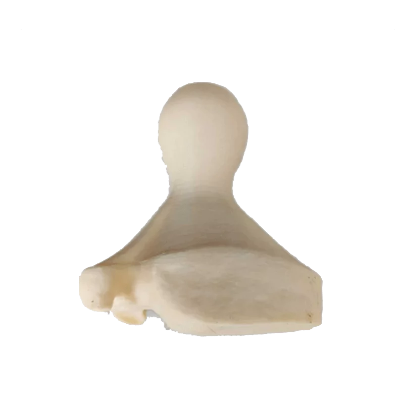 Spoorstempel wild zwijn, afbeelding 2 van 3