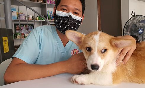 Pfotenverband beim Hund - Anleitung und wichtige Tipps