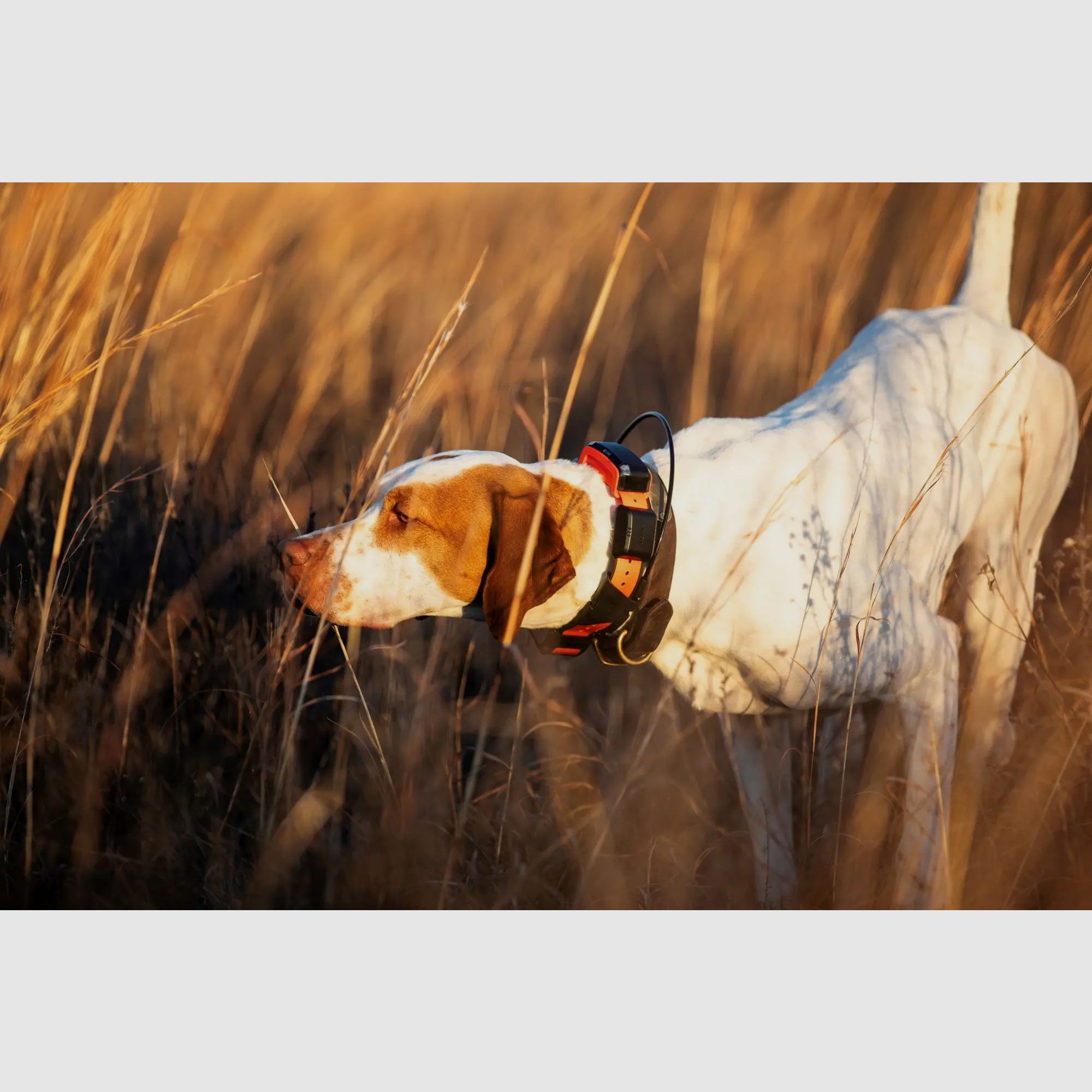 Garmin Hundetracker Alpha LTE