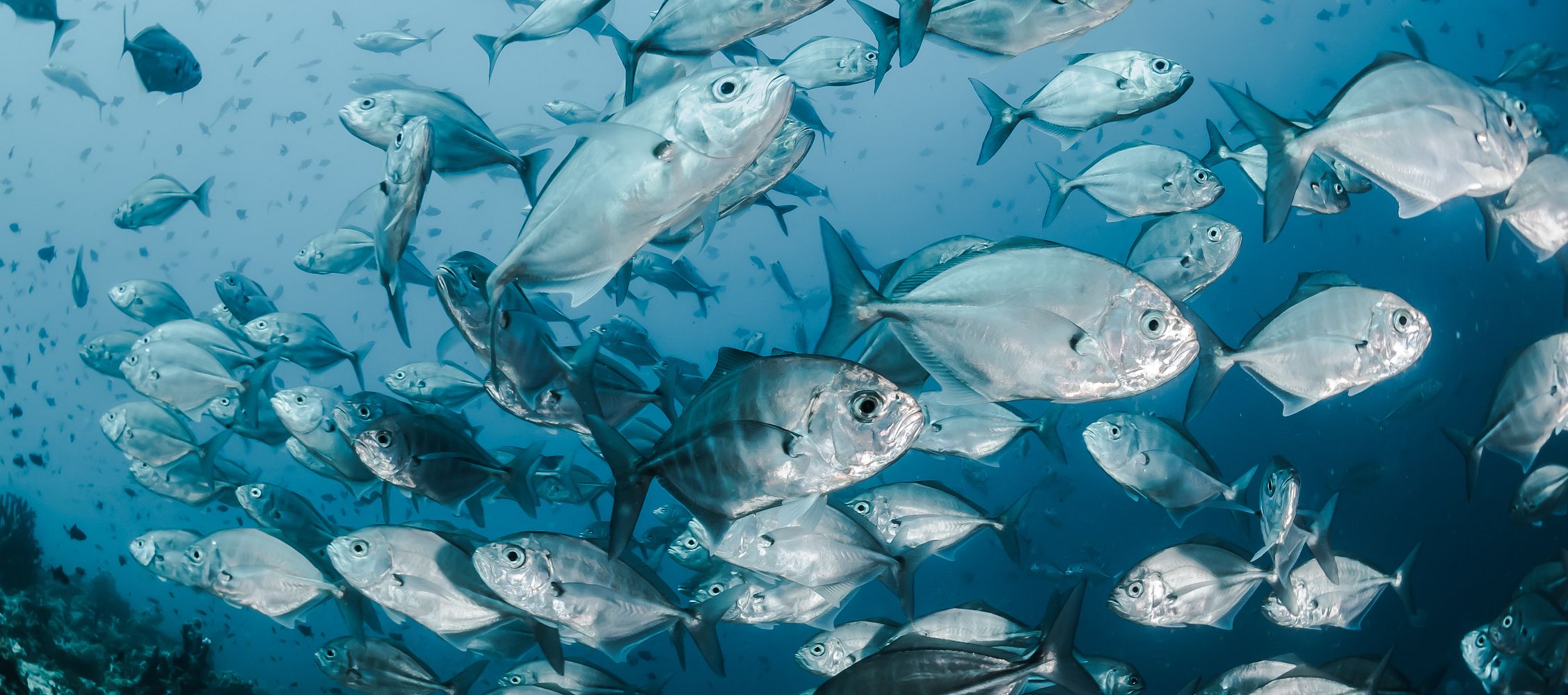 The Top 10 Baits for Beginners: What Really Attracts Fish