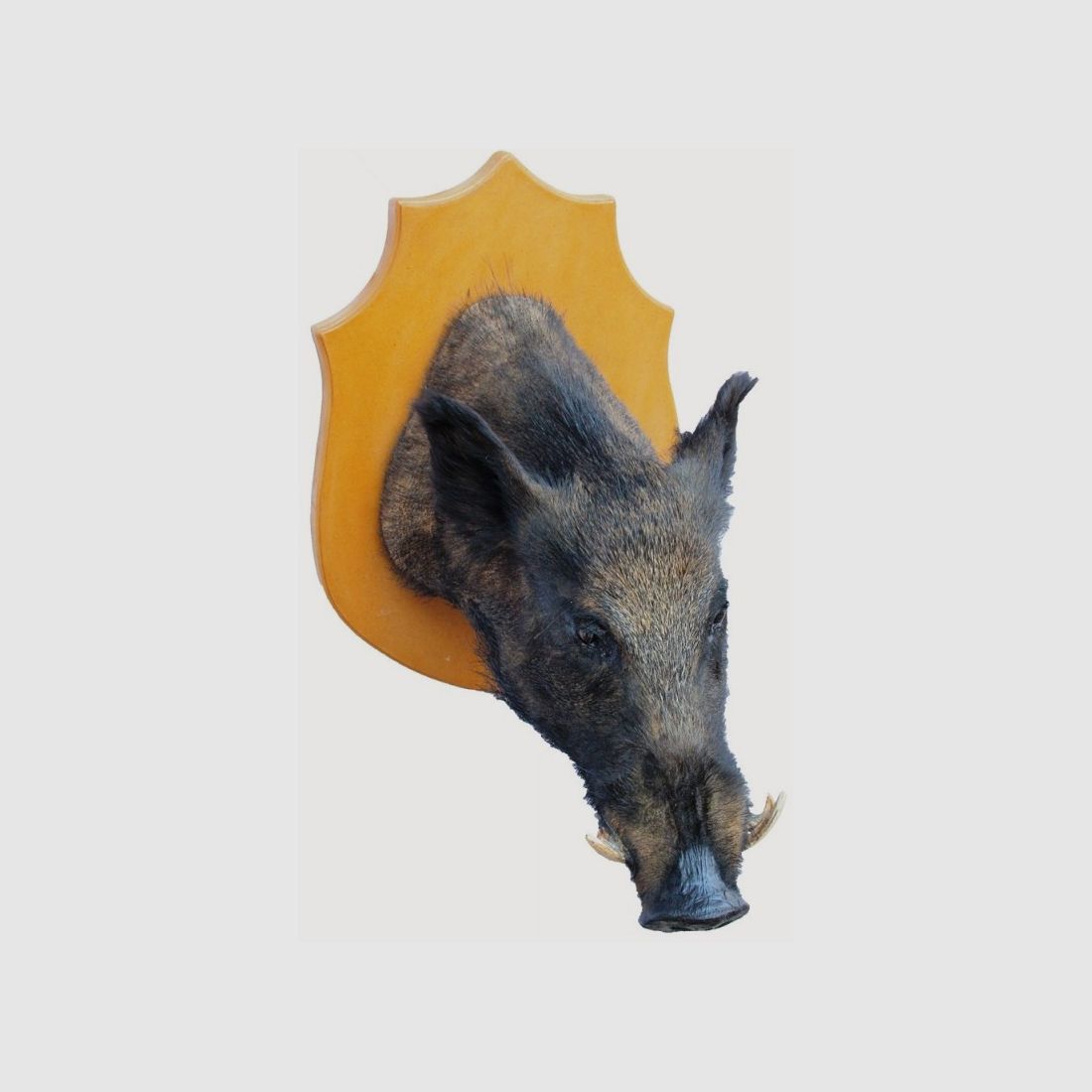 Grande trofeo di cinghiale tassidermizzato, immagine 2 di 3