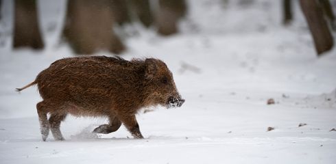 Unser Revier im März