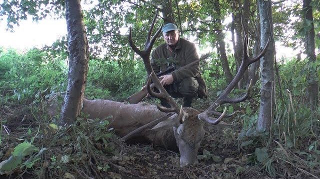 Hirsch bei der ersten Frühpirsch erlegt -  Masuren!