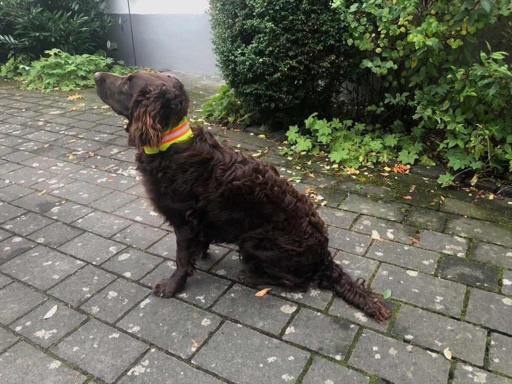Signalhalsband Hund dehnbar
