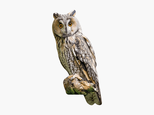 Tieraufsteller Waldohreule