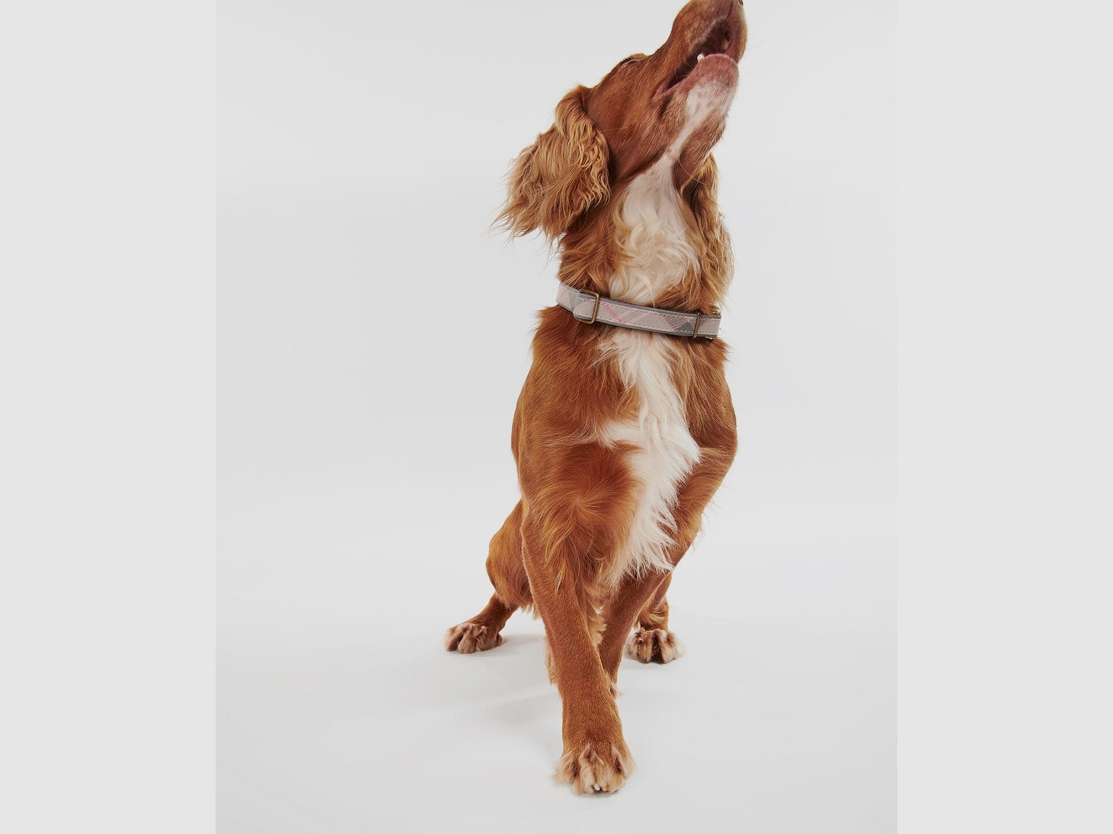 Barbour Reflective Dog Collar - reflective collar