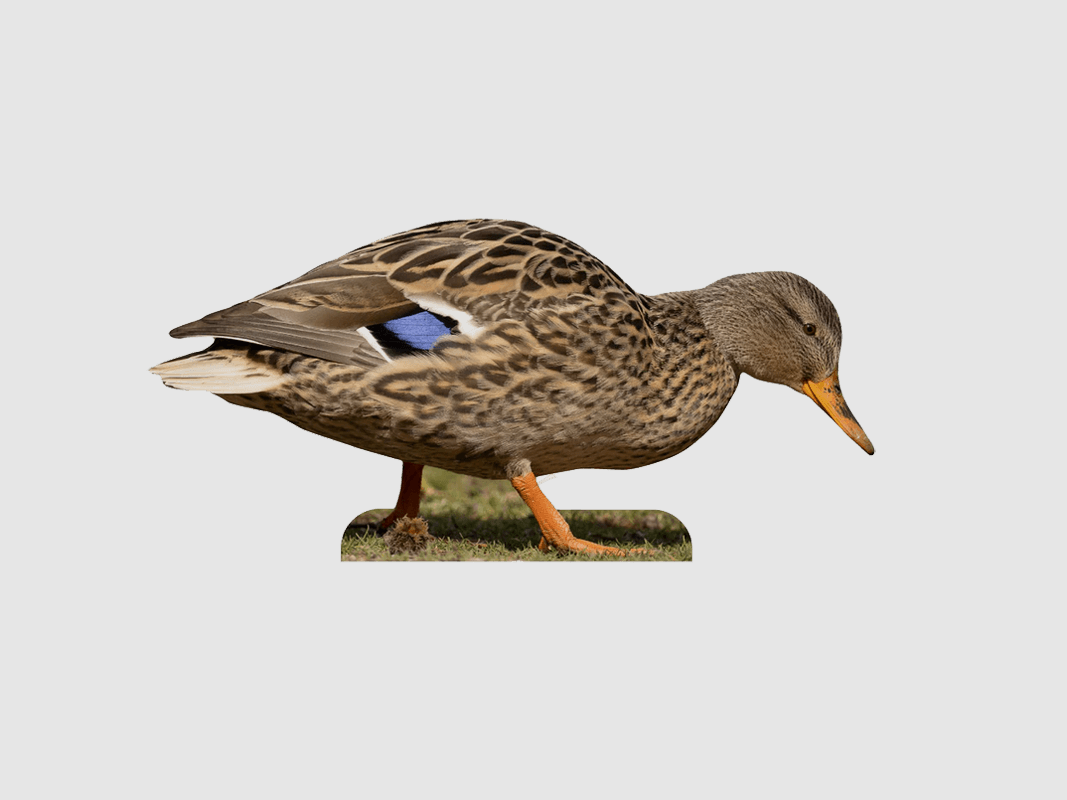 Tieraufsteller Stockente