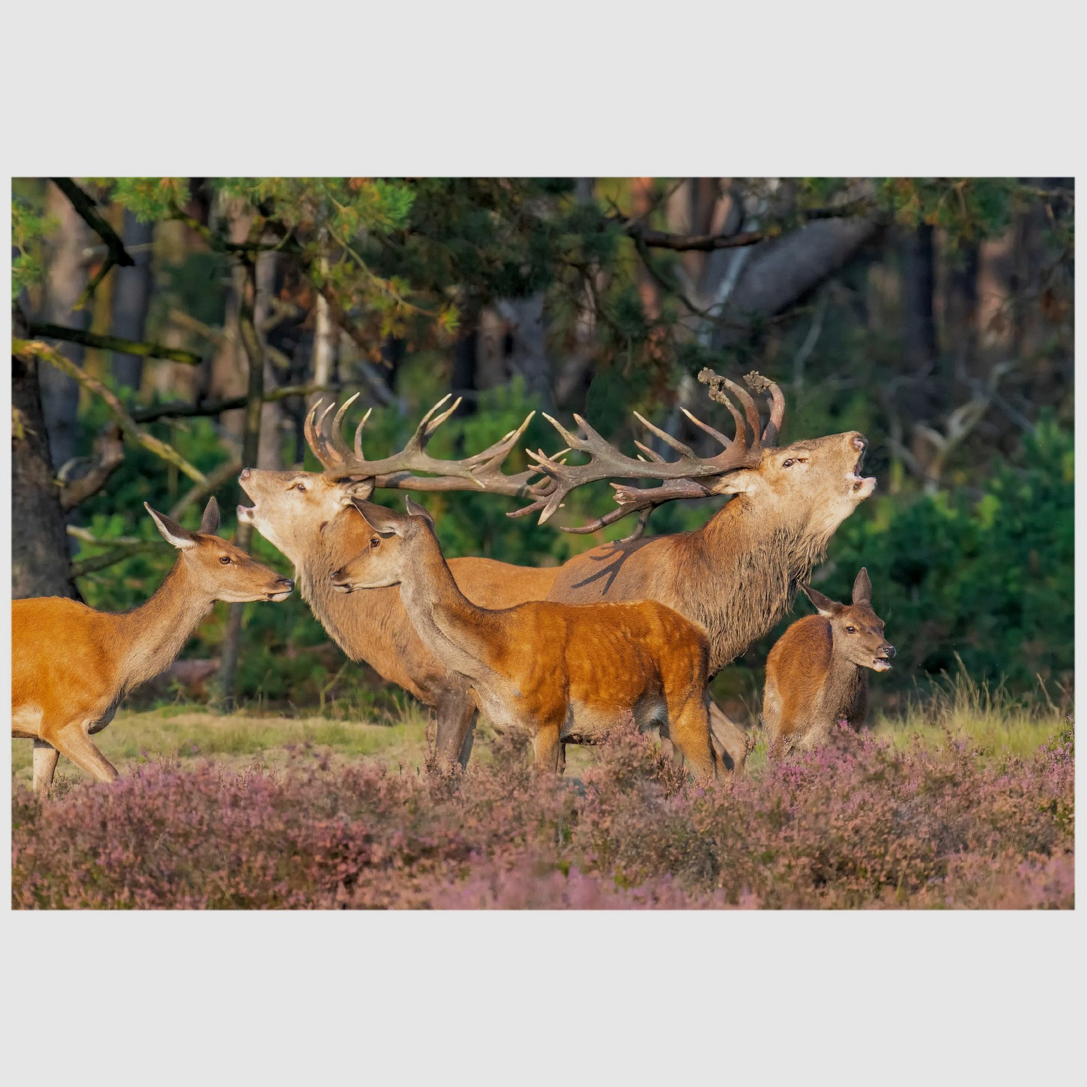 Folding card with deer motif