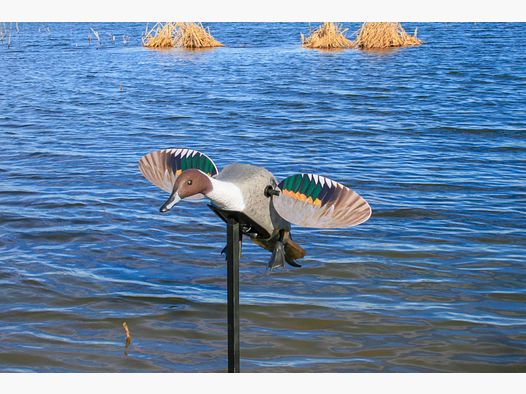 MOJO ES Pintail