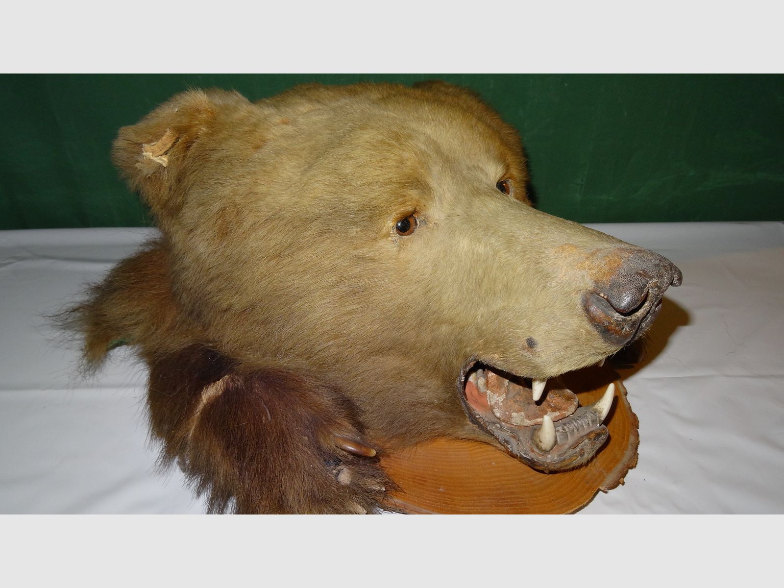 Cabeza de oso, trofeo, preparación como herencia, años 80, decoración