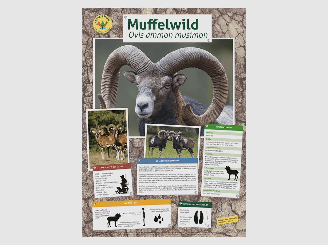 Luogo di apprendimento natura - Poster muflone