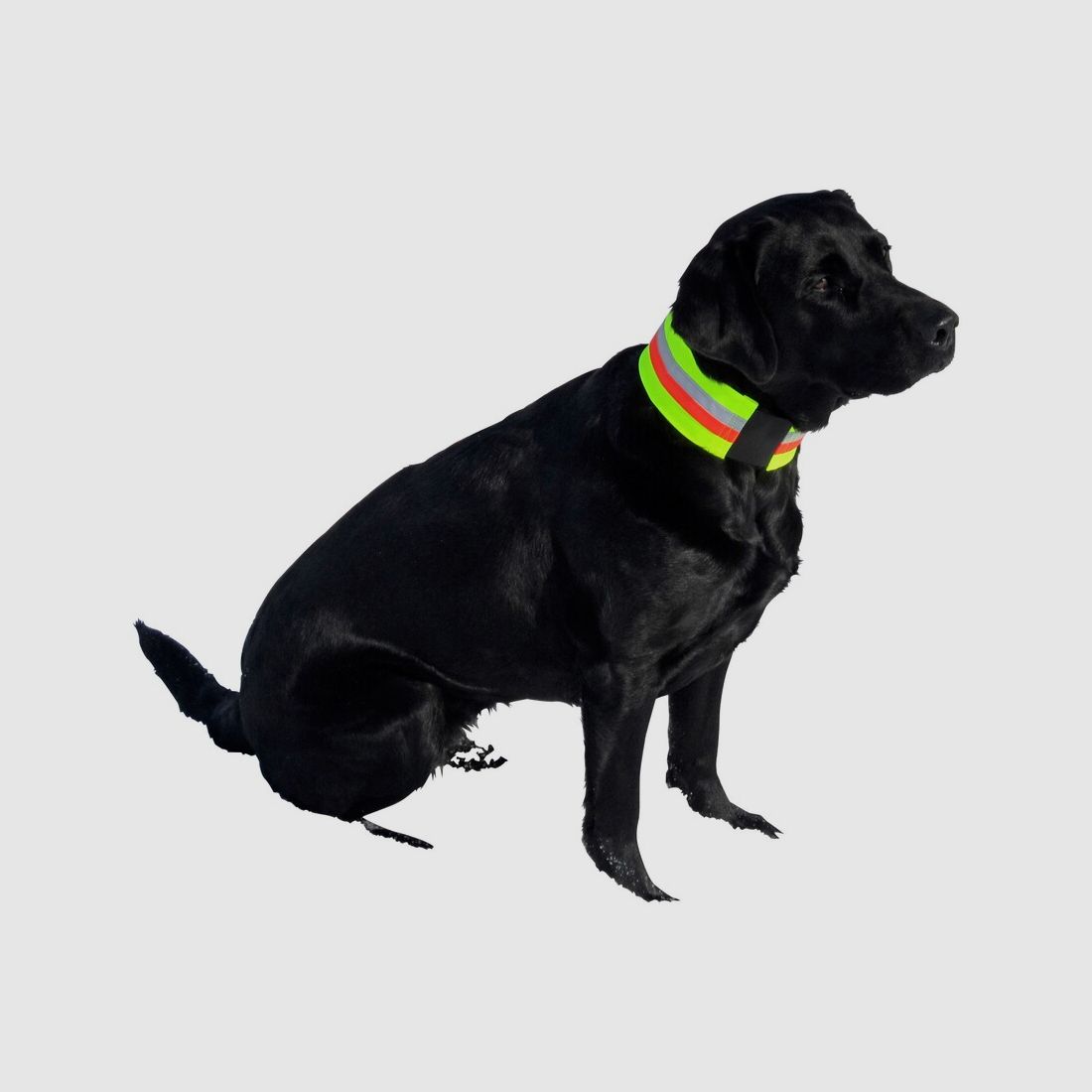 Heim Collar de señalización para perros (50 cm), imagen 3 de 3