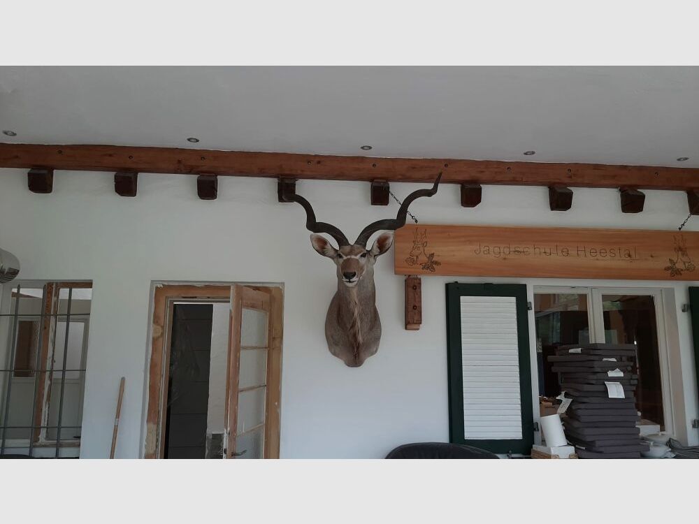 Kudu trofee Afrika beursstand decoratie preparaat taxidermie