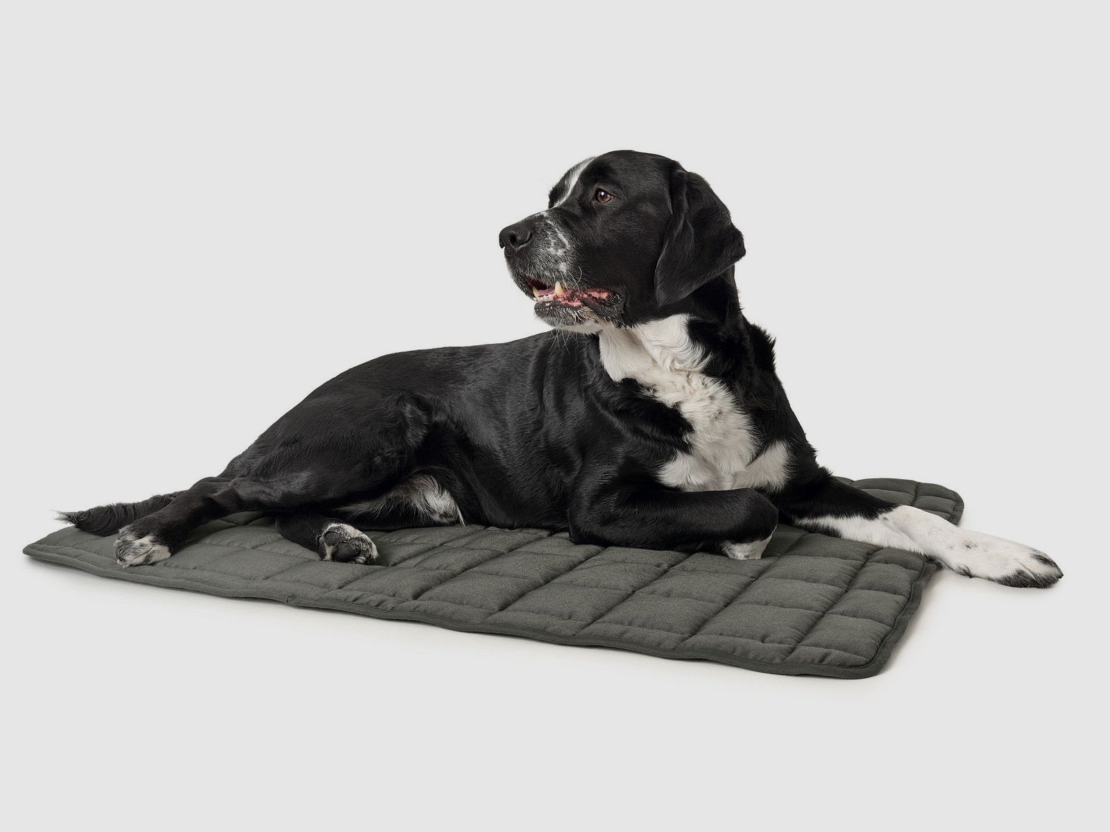 Hunter Coperta per Cani Hamilton