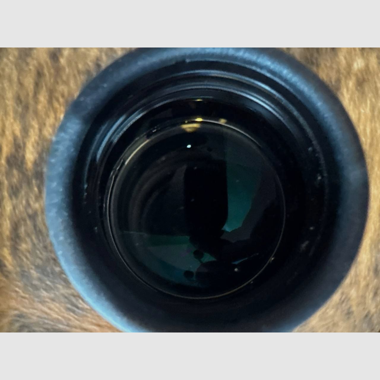 Swarovski Z6i 2.5-15x56P HD Zielfernrohr, Absehen 4a mit Rotpunkt / Leuchtpunkt mit Dendler-Montage oder ohne Dendler-Montage