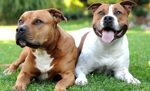 Raseprofil: American Stafford Terrier