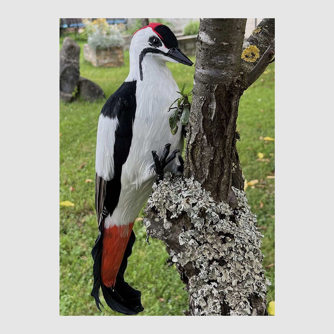 Feathered woodpecker