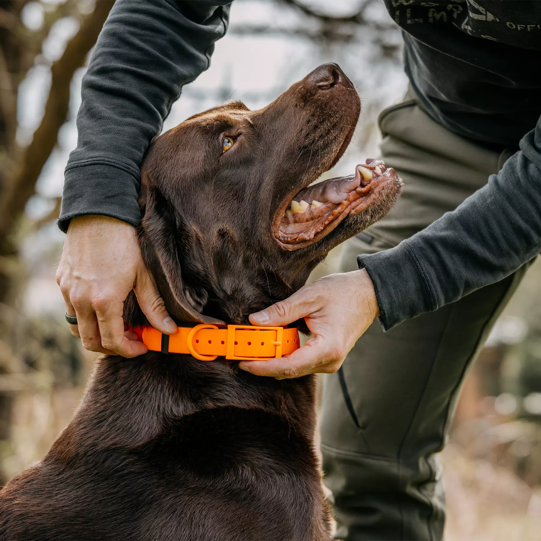 HP&G Collier pour chien 25mm Orange, image 2 sur 3