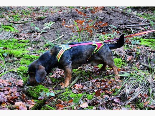 Niggeloh Geschirr Follow Trail Gr.S (42cm) Signalr./Signalgel