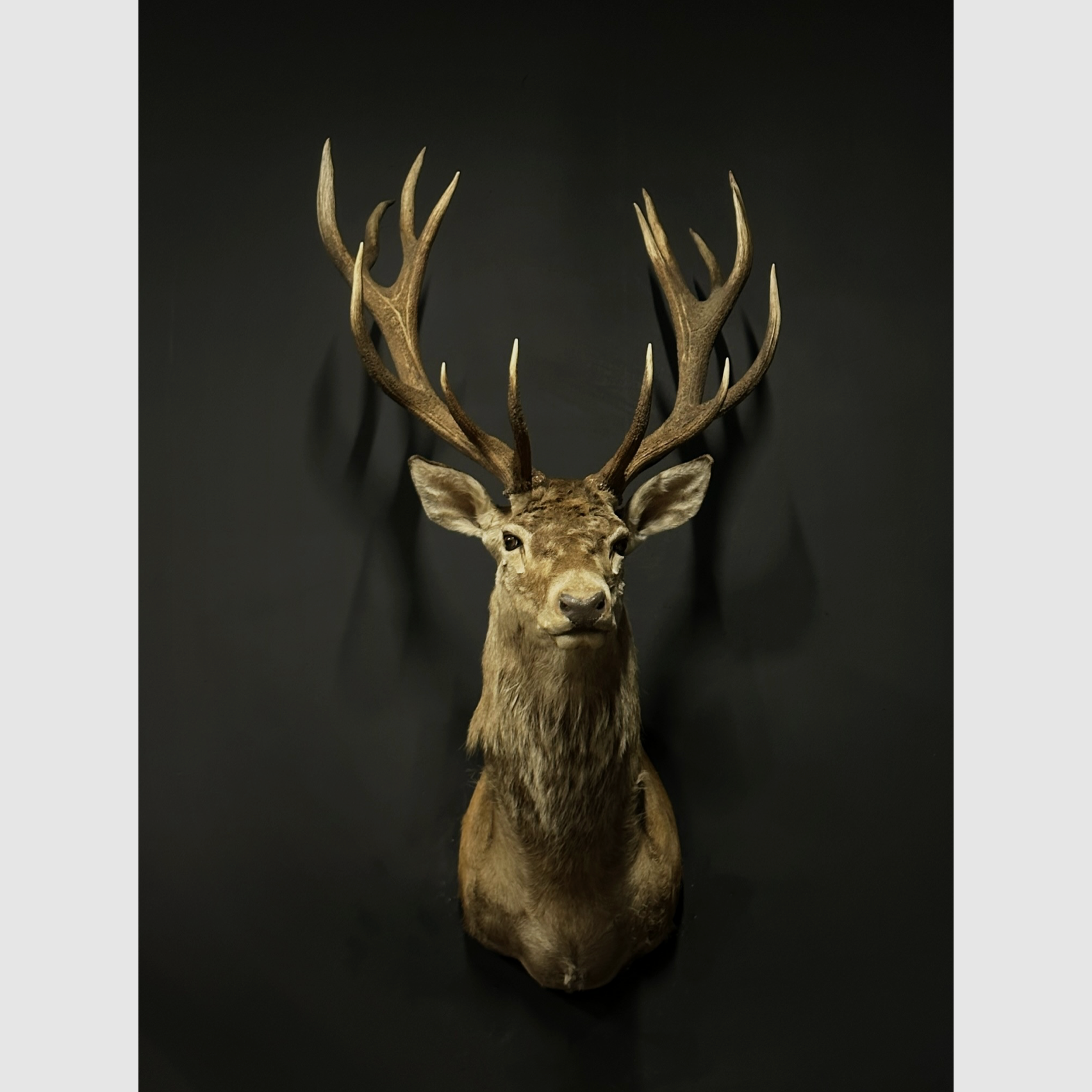 Taxidermie Hirsch-Schulterpräparat 14', Bild 3 von 5