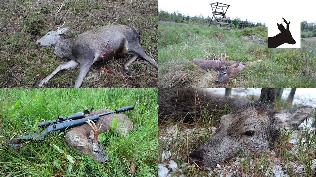 Hunting season 2014-15 highlights - Mój sezon łowiecki