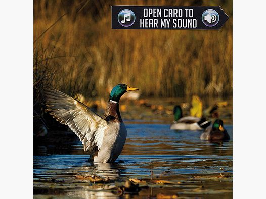 Biglietto d'auguri anatra