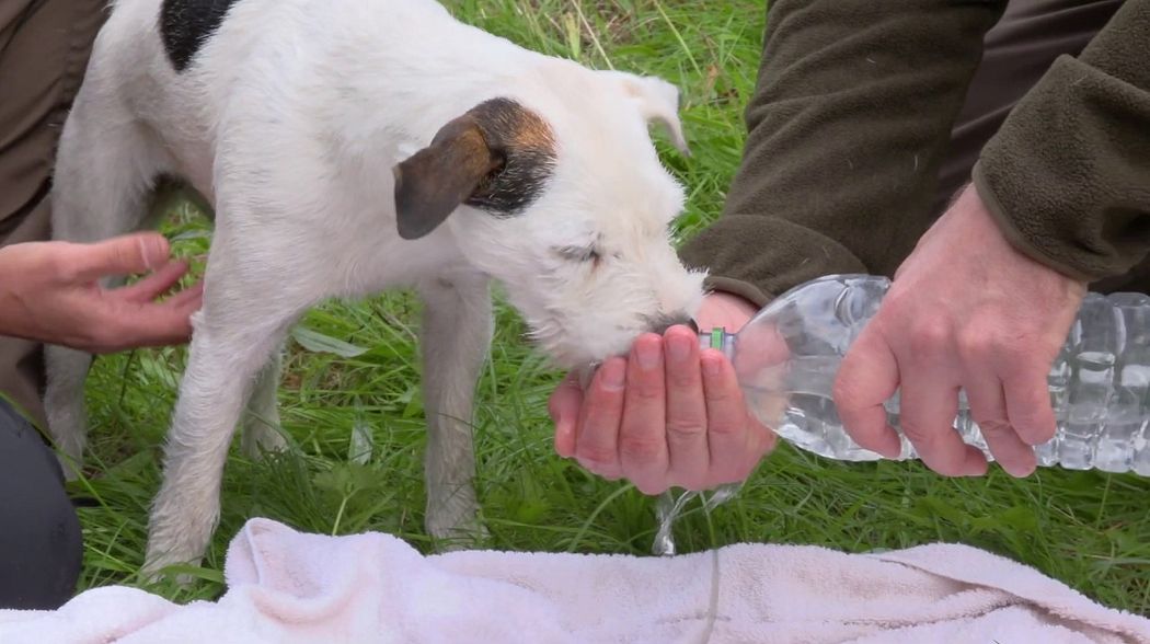 Erste Hilfe für den Jagdhund: Teil 3 - Schock und Hitzeschlag